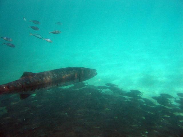 Barracuda with companion fish and the 'fish ball'