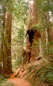 redwood forest