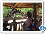 Angie got to experience feeding the giraffes.