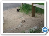 So much wildlife running loose at the Cheyanne Mountain Zoo - a black squirrel looking for food