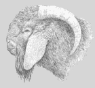 The IBGA goat.gif (4357 bytes)