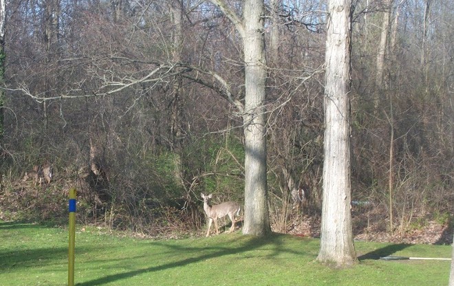 Backyard Wildlife