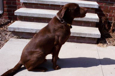 Brandy Creek Kennels -- Labradors